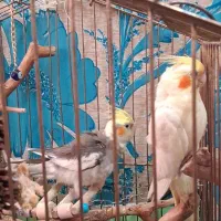 عروس هلندی جوان یک جفت نر و ماده|پرنده|قم, دروازه ری|دیوار