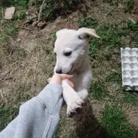 توله شکاری پاکوتاه واگذاری|سگ|شاندرمن, |دیوار