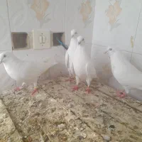 کبوترپتی والا اصلی گردن ماری وپابلند