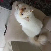 گربه هیمالین جفت