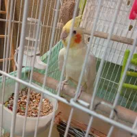 عروس هلندی نرلوتینو2ساله بالغ|پرنده|کیش, |دیوار