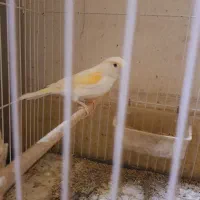 قناری ماده موزائیکی جفت سهره آماده