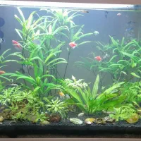 آکواریوم شیشه خم دلسا|ماهی|دماوند, گیلاوند|دیوار