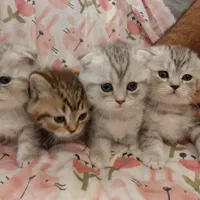 بچه گربه های سیلور دو ماهه