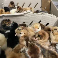 جوجه رنگی|حیوانات مزرعه|کرج, دولت‌آباد|دیوار