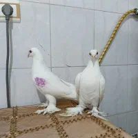 کبوتر‌سفید