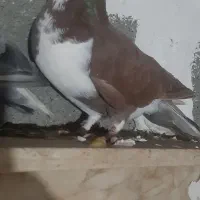 کفتر|پرنده|شیراز, پودنک|دیوار