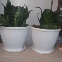 گل و گلدان سانسوریا