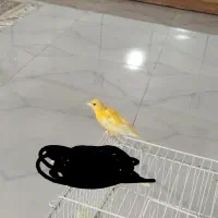 قناری نر|پرنده|اردبیل, |دیوار