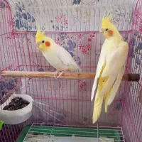 عروس هلندی|پرنده|سهند, |دیوار