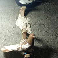 کبوتر|پرنده|مشهد, میان ولایت|دیوار