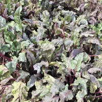 چغندر لبو|خوردنی و آشامیدنی|ارشق, |دیوار