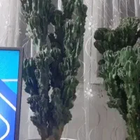 تعدادی گل وگیاه آپارتمانی بسیار زیبا