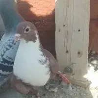 دستبند ک ف ت ر