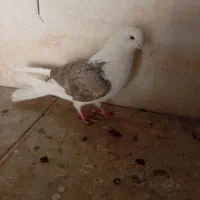 سلام تعدادی کفتر فروشی پرشی