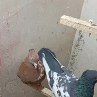 کبوتردورنگ|پرنده|اقبالیه, |دیوار