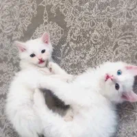 واگذاری گربه|گربه|مشکیندشت, |دیوار