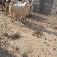 بزغاله ماده