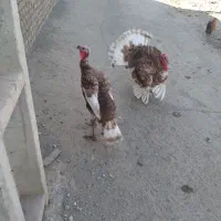 بوقلمون سرحال جوون