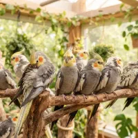 خرید فروش عروس هلندی ۰