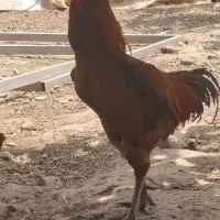 خروس لاری و محلی و مرغ محلی