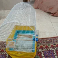 عروس هلندی|پرنده|کرج, کیانمهر|دیوار