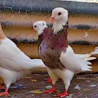 کفتر طوقی شازده|پرنده|شیراز, هفت تنان|دیوار