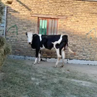 گاوه سمینتال