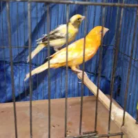 دوتا قناری ماده آماده|پرنده|خرمآباد, |دیوار