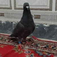 ۳تا کبوتر|پرنده|پلدختر, |دیوار