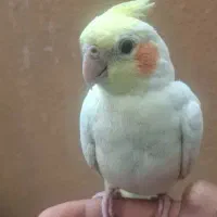 یک جفت جوجه عروس هلندی نر و ماده