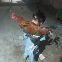 مرغ فروش فوری