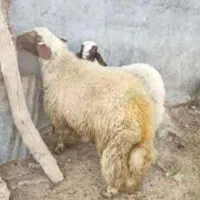 فروش گوسفند زنده در امیرآباد تهران و تویسرکان