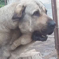 نر پانزده ماه نوه گیله کریم سردشت|سگ|خرمدره, |دیوار