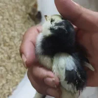 جوجه