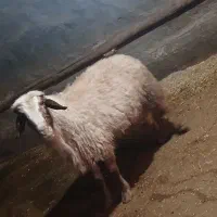 قوچ سنجابی|حیوانات مزرعه|سرپل ذهاب, |دیوار