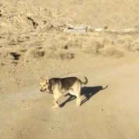 سگ ژرمن مالنیوز