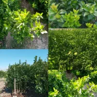 انواع نهال مرکبات