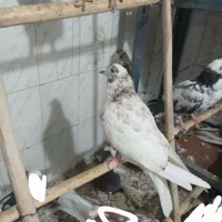 جوجه کبوتر کفترپرشی|پرنده|رباط‌کریم, رباط‌کریم|دیوار