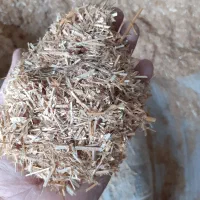 کاه گندم  سفید خالص و درجه یک|عمده‌فروشی|گنبد کاووس, |دیوار