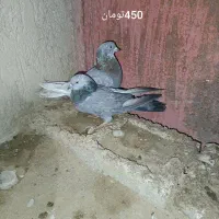 کبوتر پاکستانی|پرنده|بمپور, |دیوار