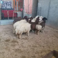 ۸بره نروماده