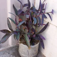 گل طبیعی