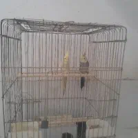 دوعدد عروس هلندی