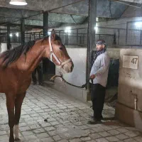 حراج اسب کورسی و کره یکسرپرشی|اسب و تجهیزات اسب‌سواری|سلفچگان, |دیوار