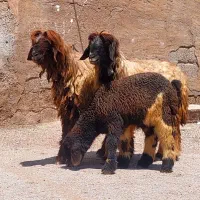 ۱۲ راس میش بختیاری