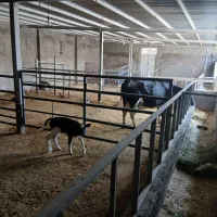 گاوداری 40 راسی|فروش دفتر صنعتی، کشاورزی، تجاری|صحنه, |دیوار