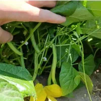 فروش لوبیا سبز