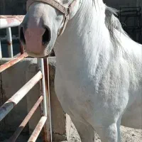 فروش اسب ماده کورد