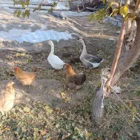 قوقاز|حیوانات مزرعه|تسوج, |دیوار